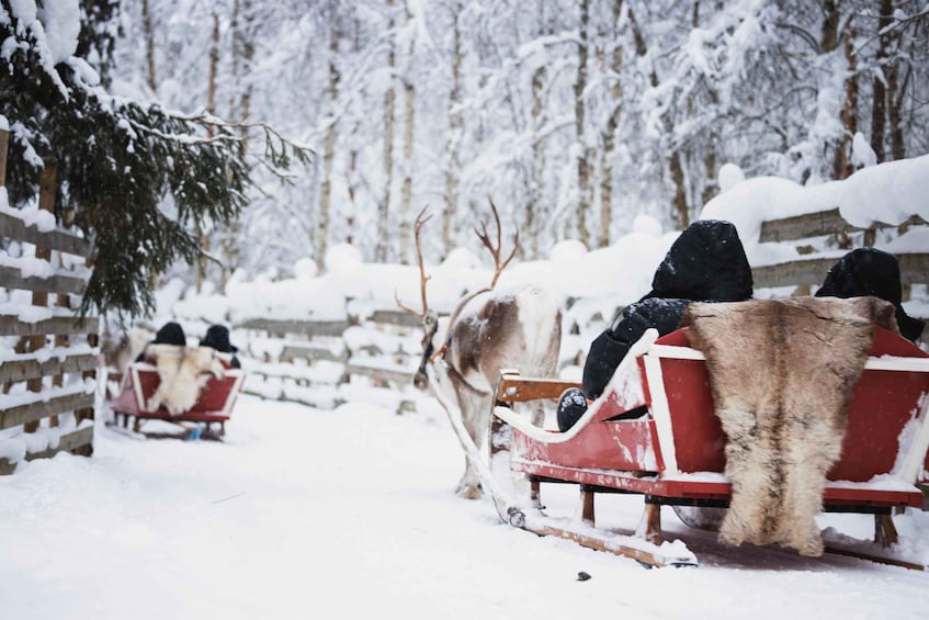Rovaniemi: Husky Park and Reindeer Farm Combo by Minibus