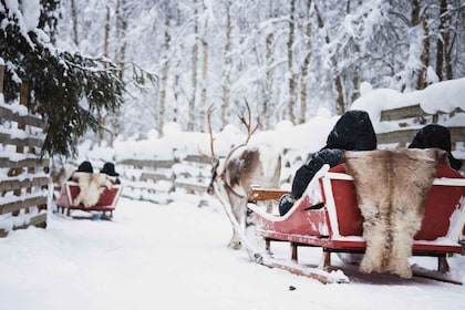 Rovaniemi: combinación de parque de huskys y granja de renos en minibús