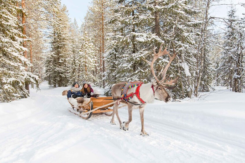 Picture 10 for Activity Rovaniemi: Husky Park and Reindeer Farm Combo