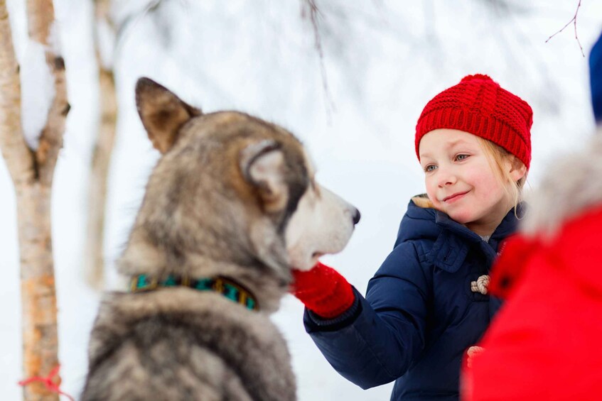 Picture 7 for Activity Rovaniemi: Husky Park and Reindeer Farm Combo