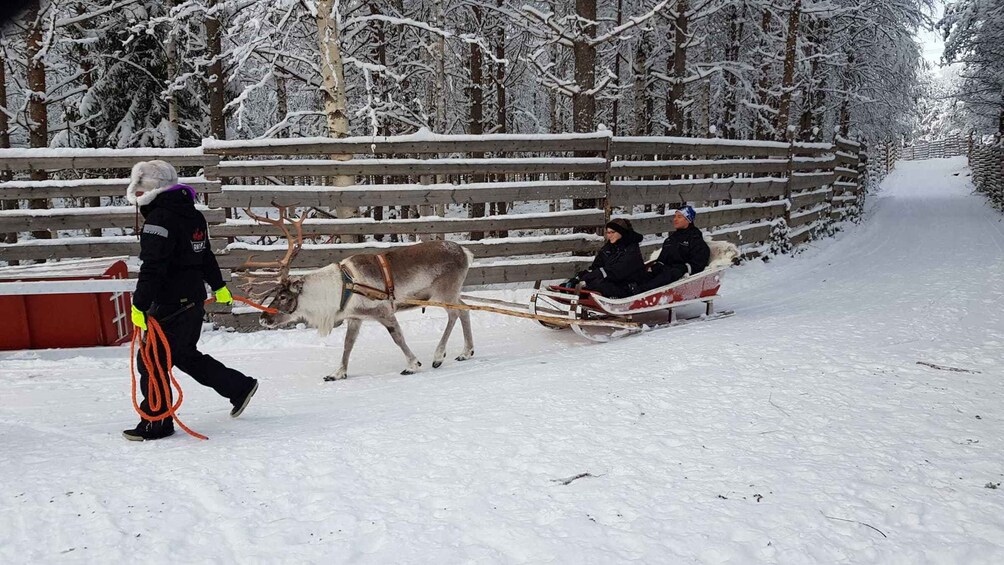 Picture 8 for Activity Rovaniemi: Husky Park and Reindeer Farm Combo