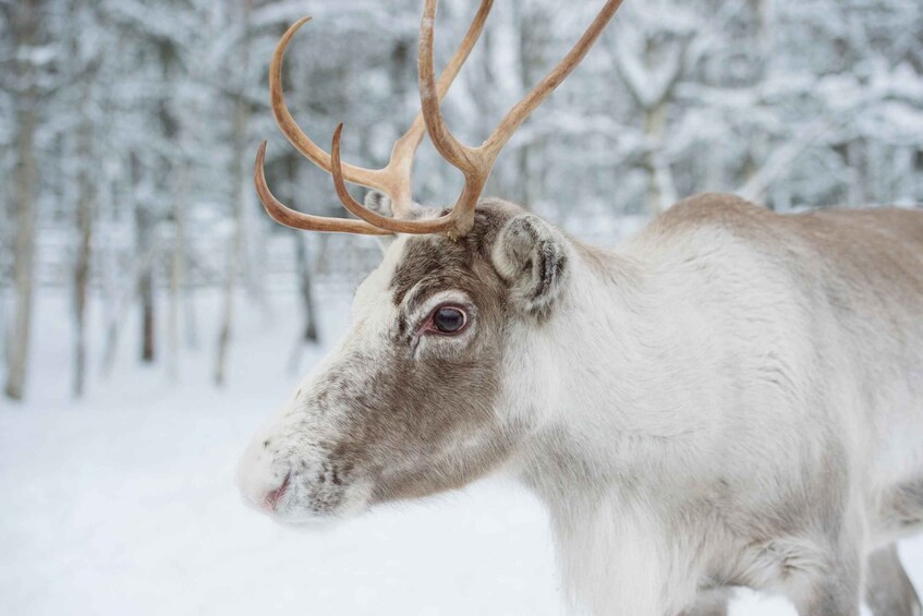 Picture 9 for Activity Rovaniemi: Husky Park and Reindeer Farm Combo