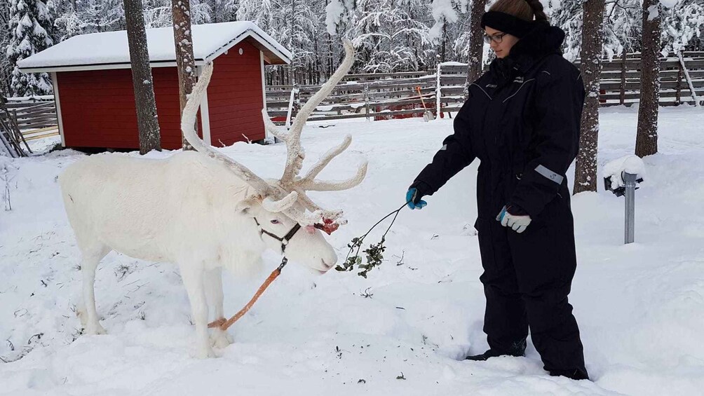 Picture 11 for Activity Rovaniemi: Husky Park and Reindeer Farm Combo