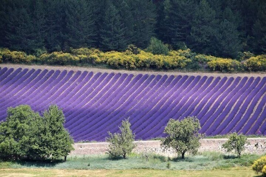 Private Tour Perched Villages of Luberon & (LAVENDER JUNE/JULY)