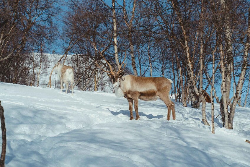 Picture 8 for Activity Kirkenes: Snowhotel Entrance Ticket