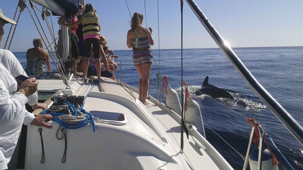 Picture 3 for Activity Tenerife: Private or Group 3 Hour Sailing Cruise with Drinks