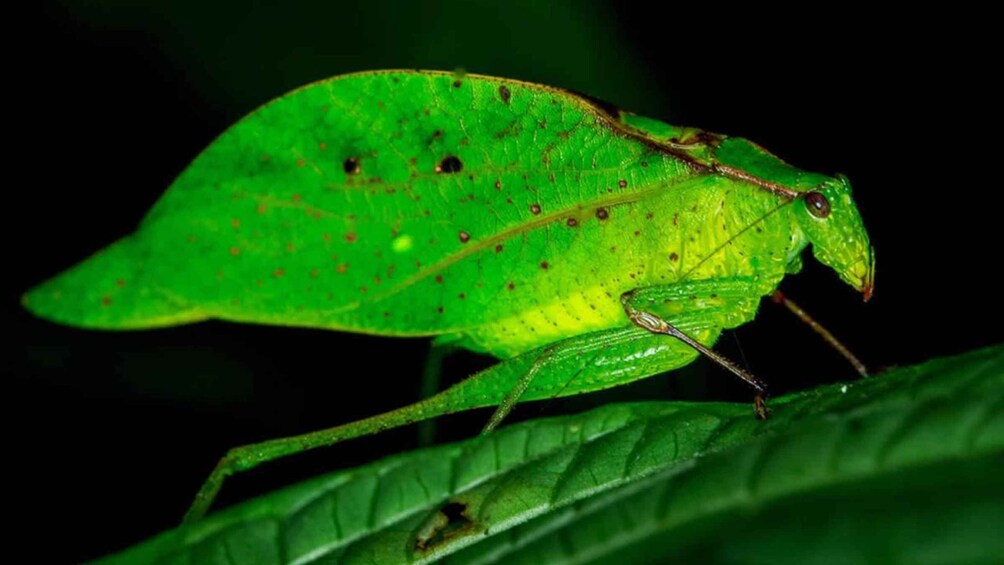 Picture 4 for Activity Manuel Antonio: Rainmaker Park Night Tour with Dinner