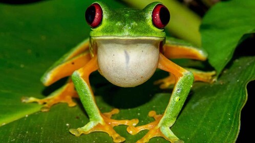 Manuel Antonio: Excursión Nocturna al Parque Rainmaker con Cena