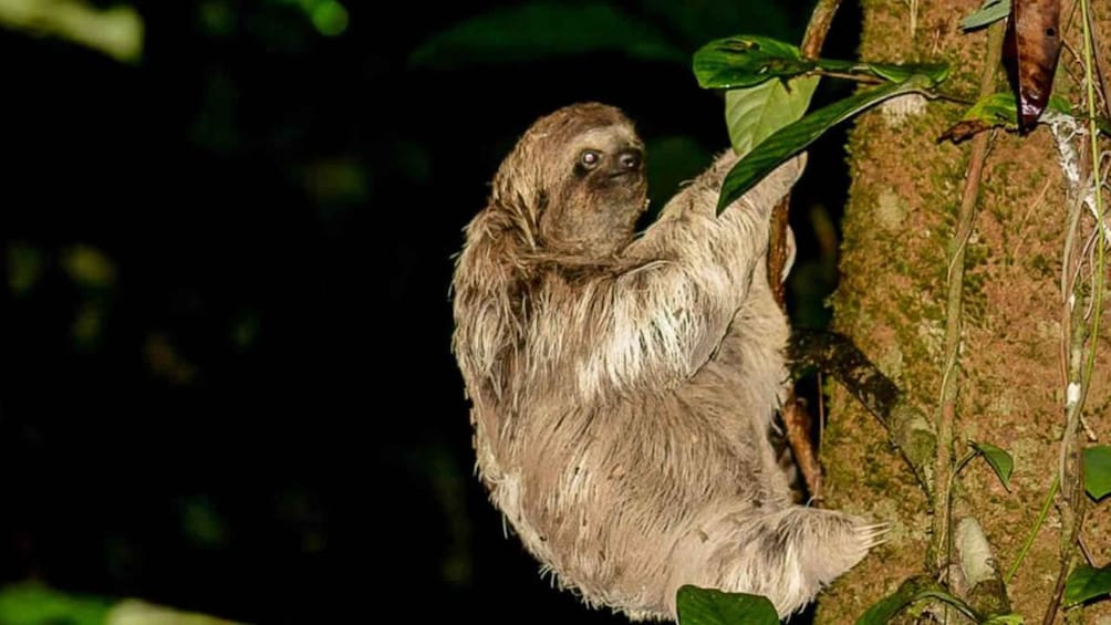 Picture 7 for Activity Manuel Antonio: Rainmaker Park Night Tour with Dinner