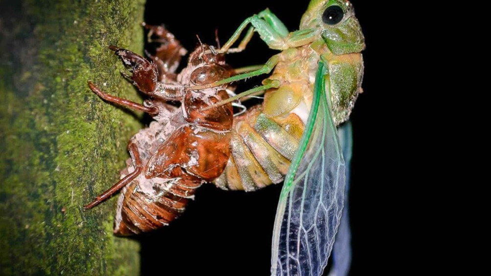 Picture 6 for Activity Manuel Antonio: Rainmaker Park Night Tour with Dinner