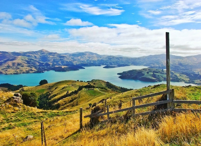 Picture 5 for Activity Akaroa: Pohatu Penguins Scenic Nature 2-Hour or 4-Hour Tour