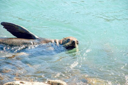 Akaroa: Pohatu Penguins Scenic Nature 2-stündige oder 4-stündige Tour