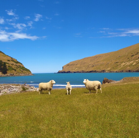 Picture 8 for Activity Akaroa: Pohatu Penguins Scenic Nature 2-Hour or 4-Hour Tour