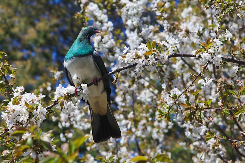 Picture 12 for Activity Akaroa: Pohatu Penguins Scenic Nature 2-Hour or 4-Hour Tour