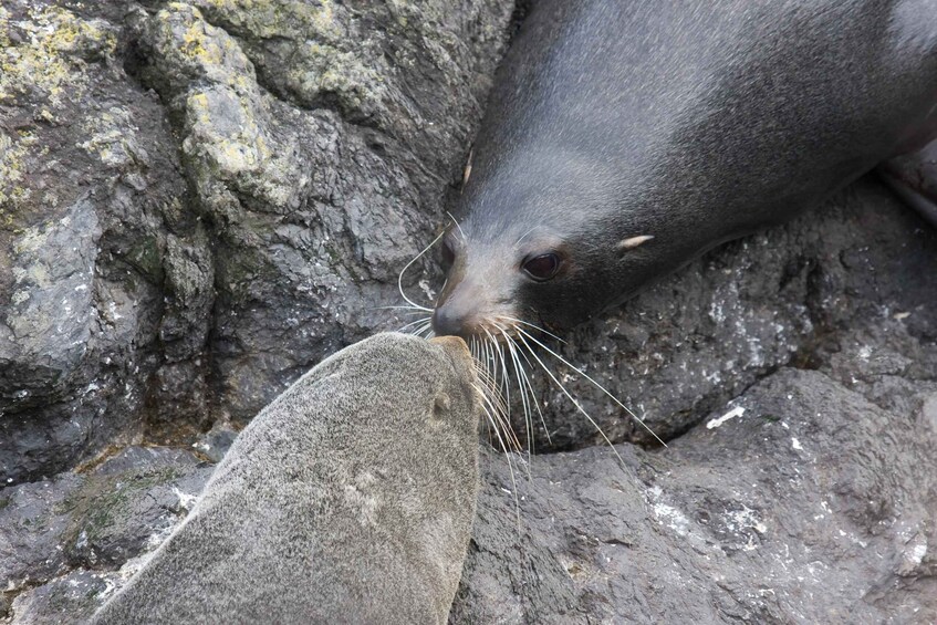 Picture 7 for Activity Akaroa: Pohatu Penguins Scenic Nature 2-Hour or 4-Hour Tour