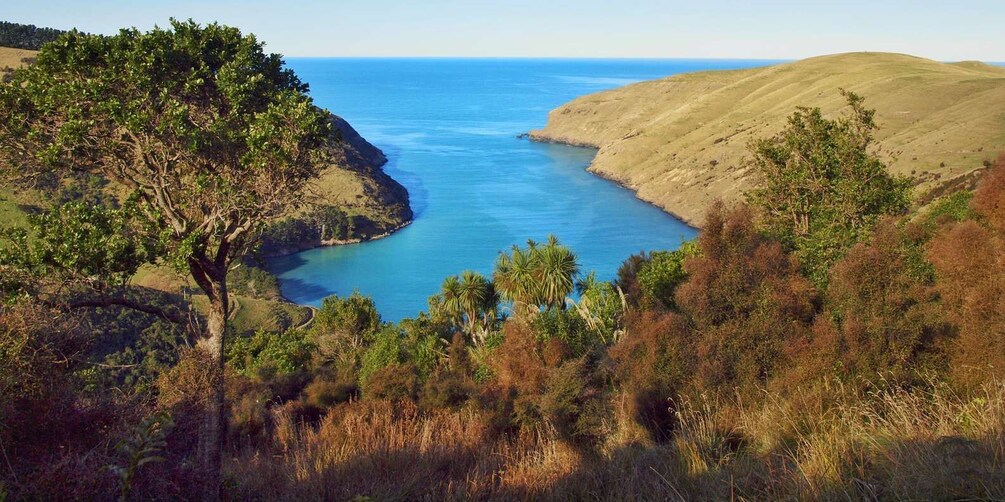 Picture 6 for Activity Akaroa: Pohatu Penguins Scenic Nature 2-Hour or 4-Hour Tour