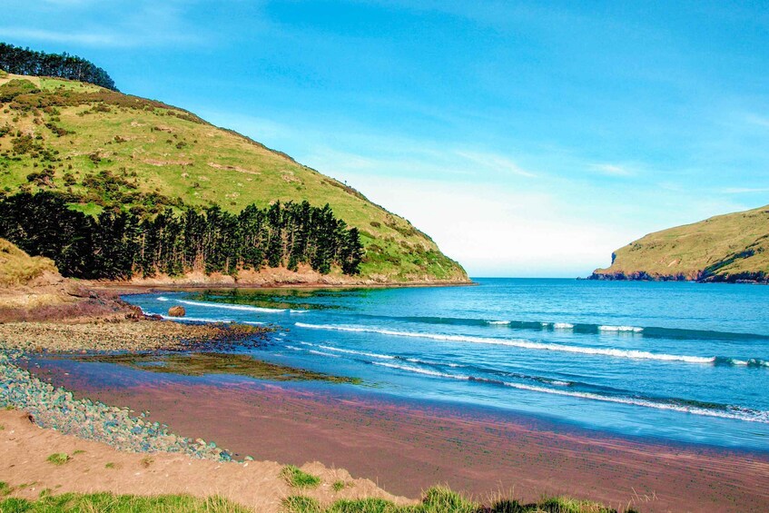 Picture 10 for Activity Akaroa: Pohatu Penguins Scenic Nature 2-Hour or 4-Hour Tour