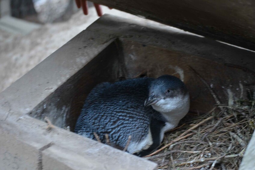 Picture 4 for Activity Akaroa: Pohatu Penguins Scenic Nature 2-Hour or 4-Hour Tour