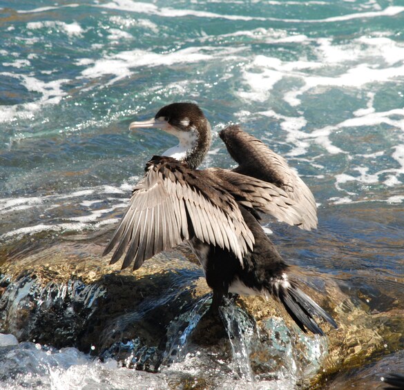 Picture 11 for Activity Akaroa: Pohatu Penguins Scenic Nature 2-Hour or 4-Hour Tour