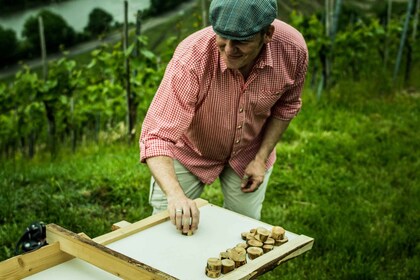 Stuttgart : Vignobles guidés excursion