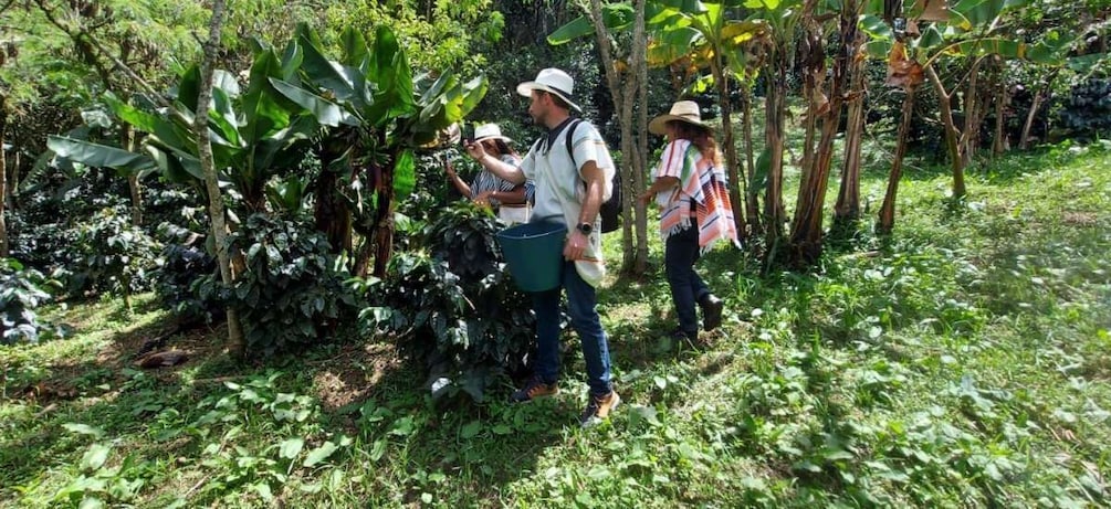 Picture 9 for Activity Bogotá: Guided 5-Hour Coffee Farm Tour