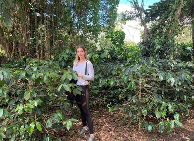 Bogotá: Guided 5-Hour Coffee Farm Tour