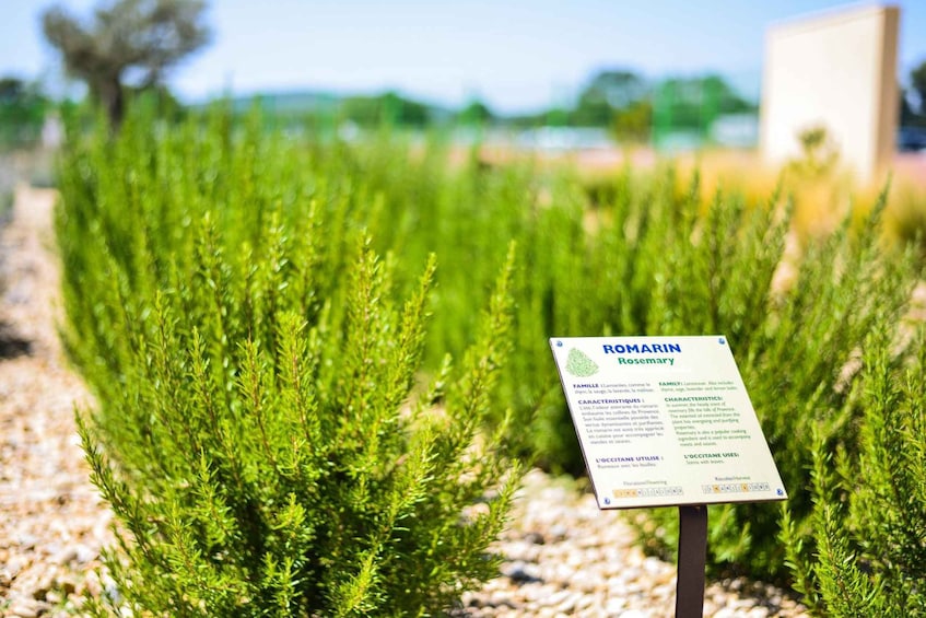 Picture 2 for Activity Manosque: L'Occitane en Provence Guided Factory Tour