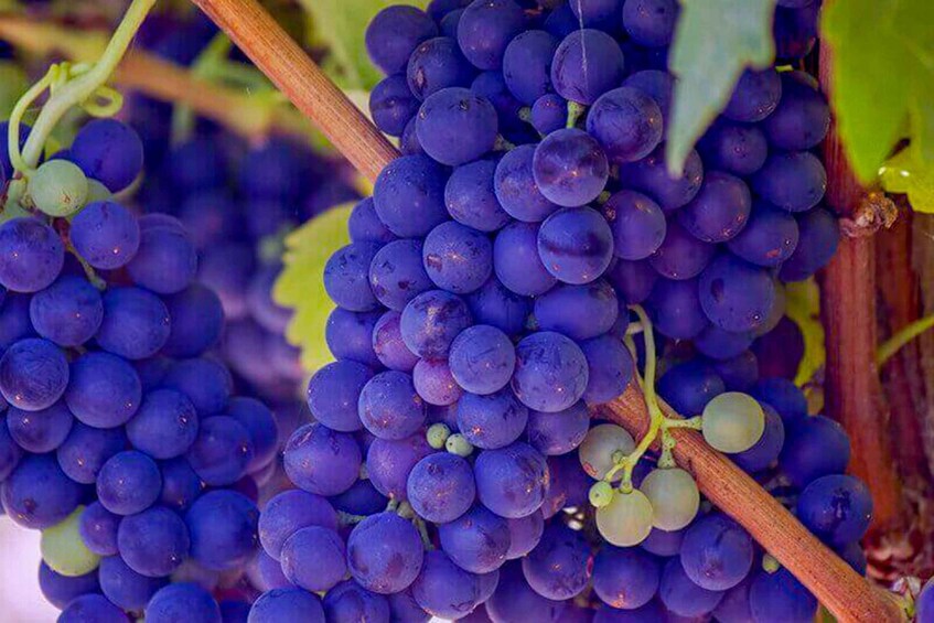 Picture 7 for Activity From Los Gatos: South Bay Wineries Tour