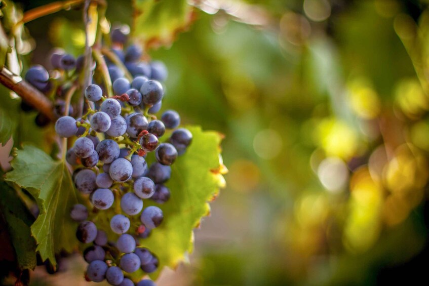 Picture 1 for Activity From Los Gatos: South Bay Wineries Tour