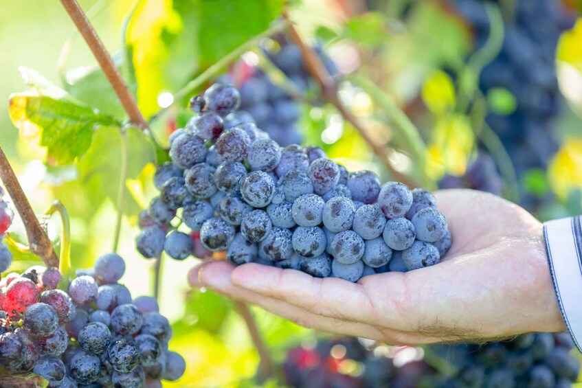 Picture 4 for Activity From Los Gatos: South Bay Wineries Tour