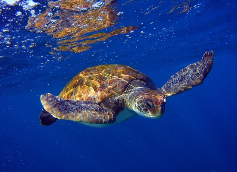 Picture 1 for Activity Tenerife: Snorkel with Turtles
