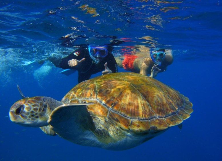 Picture 6 for Activity Tenerife: Snorkel with Turtles
