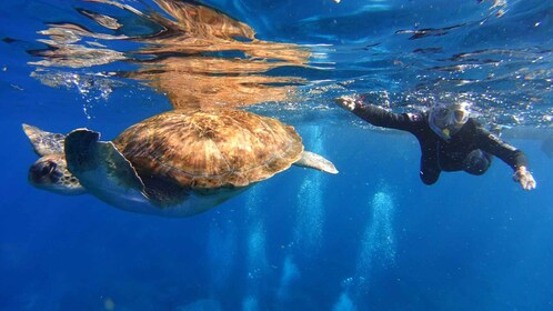 特內里費島：與海龜一起浮潛