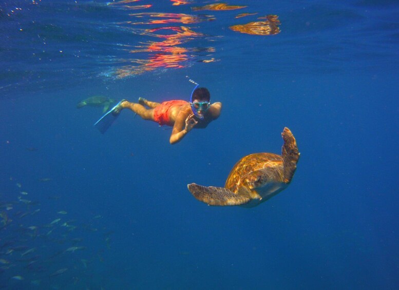 Picture 3 for Activity Tenerife: Snorkel with Turtles