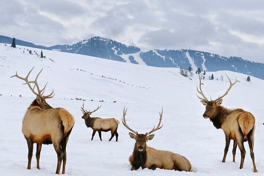 Bull Elk on the National Elk Refuge in Jackson Hole, Wyoming