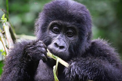 Ruanda: 9 Tage Gorilla Trekking Abenteuer Safari