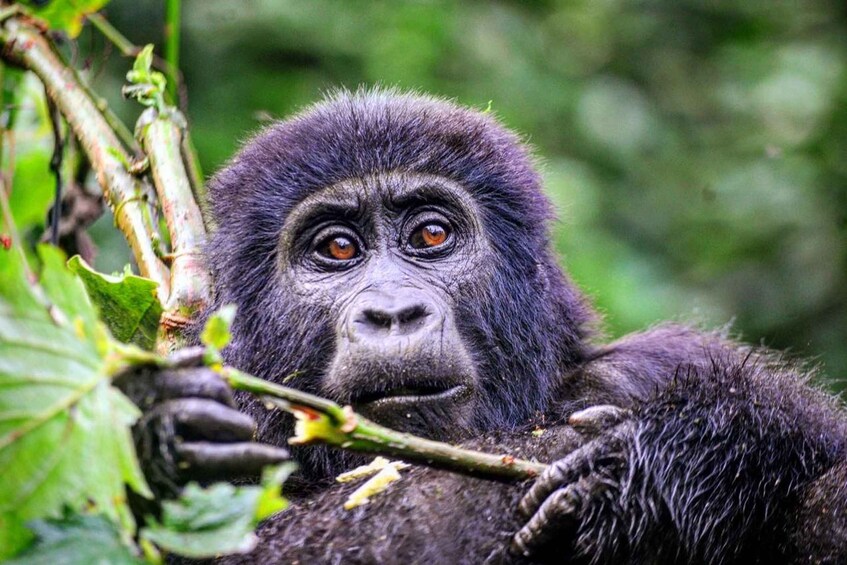 Picture 7 for Activity Rwanda: 9 Days Gorilla Trekking Adventure Safari