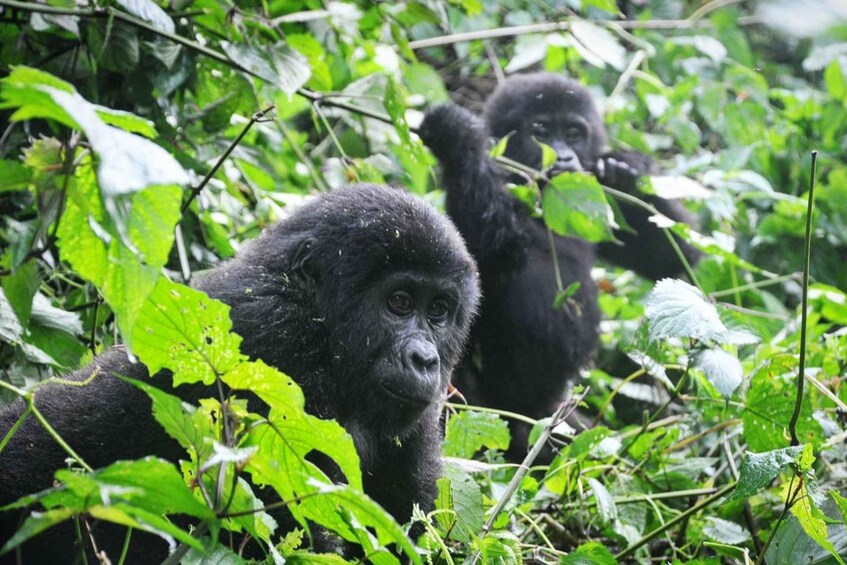 Picture 6 for Activity Rwanda: 9 Days Gorilla Trekking Adventure Safari