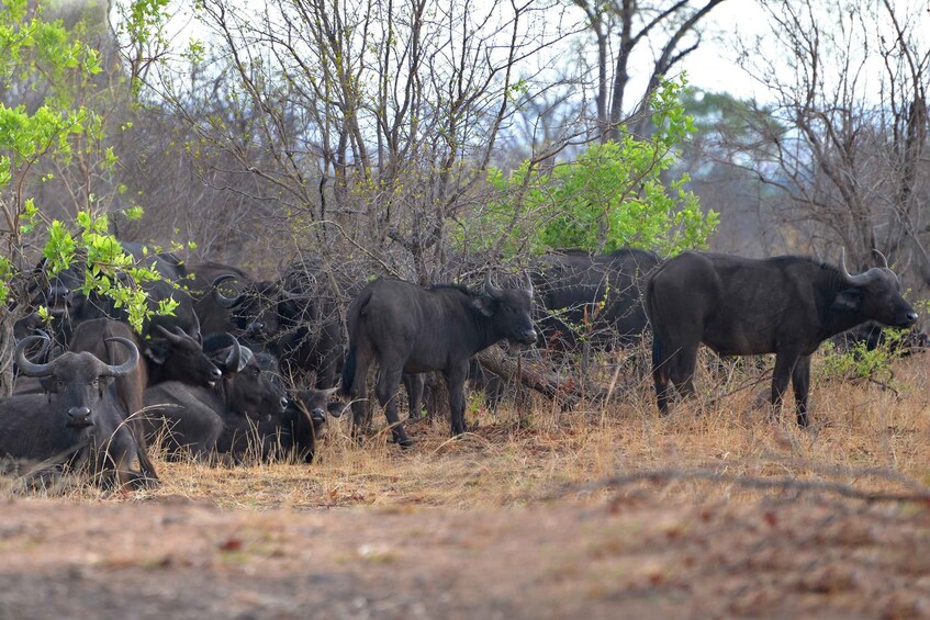 Picture 3 for Activity Mosi-oa-Tunya National Park: Half-Day Guided Nature Walk