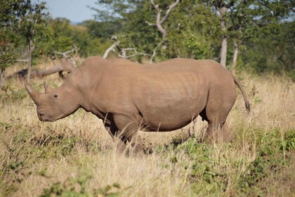 Parc national de Mosi-oa-Tunya : demi-journée de marche guidée dans la natu...