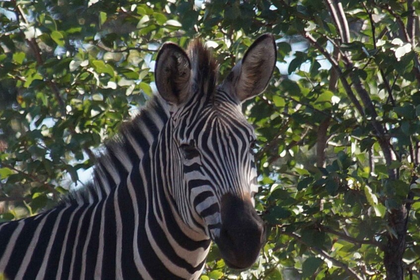 Picture 1 for Activity Mosi-oa-Tunya National Park: Half-Day Guided Nature Walk