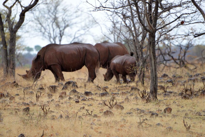 Picture 2 for Activity Mosi-oa-Tunya National Park: Half-Day Guided Nature Walk