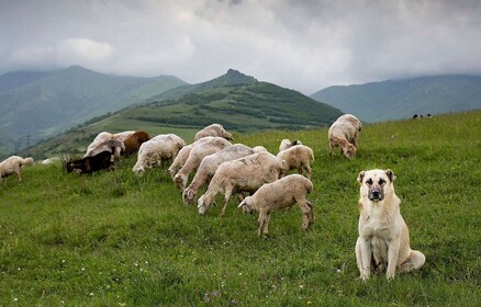 Yerevan: beklimming van de berg Gutanasar-wandelervaring