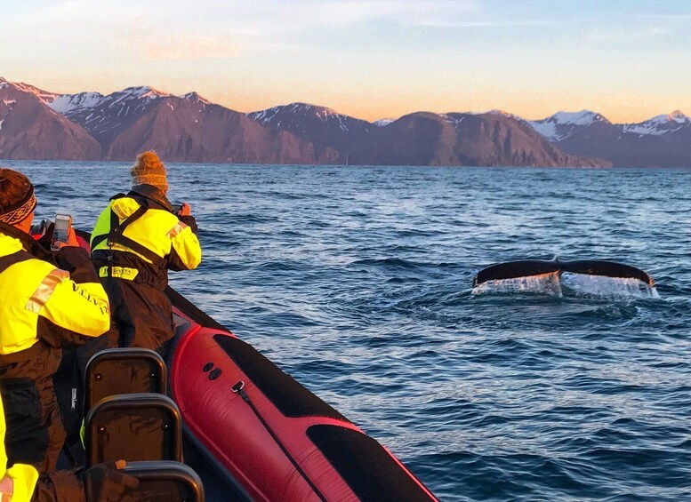 Picture 1 for Activity Húsavík: Big Whales and Puffin Island Speedboat Tour