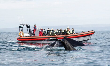 Húsavík: Große Wale und Papageientaucher-Insel Speedboat Tour