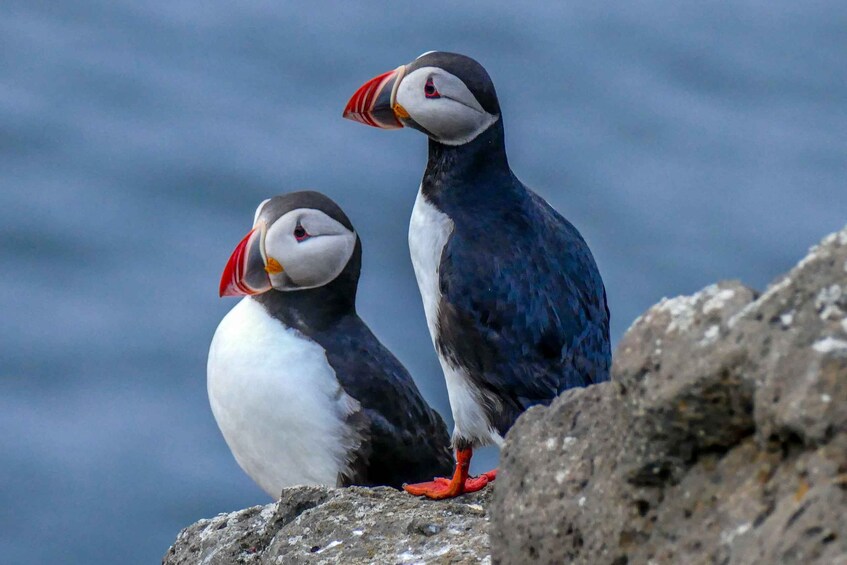 Picture 6 for Activity Húsavík: Big Whales and Puffin Island Speedboat Tour
