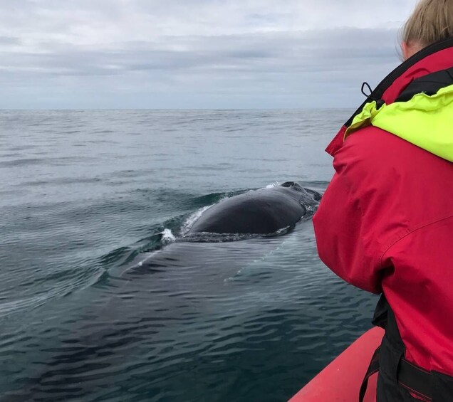 Picture 9 for Activity Húsavík: Big Whales and Puffin Island Speedboat Tour