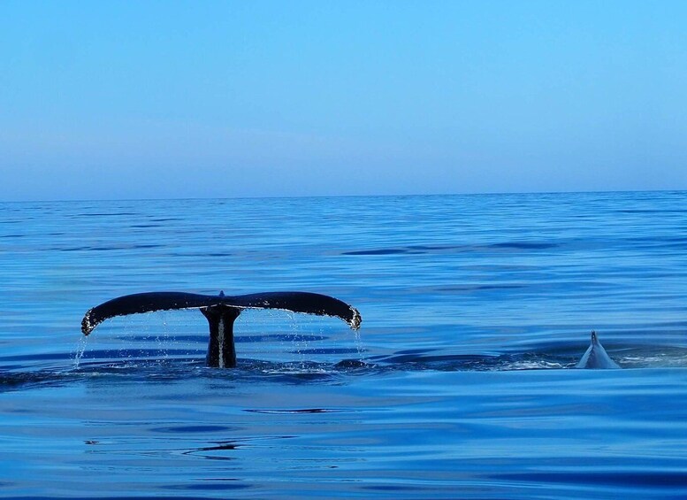 Picture 11 for Activity Húsavík: Big Whales and Puffin Island Speedboat Tour
