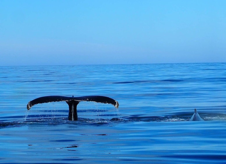 Picture 11 for Activity Húsavík: Big Whales and Puffin Island Speedboat Tour