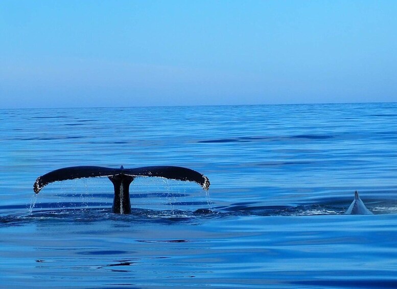 Picture 11 for Activity Húsavík: Big Whales and Puffin Island Speedboat Tour